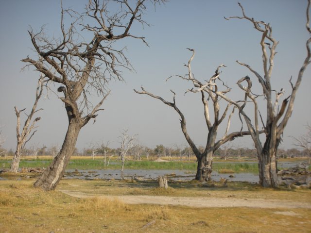 deadtreeislandmoremiwildlifereserveokavangodeltabotswana3.jpg