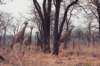 giraffesnearchobenationalparkbotswana_small.jpg