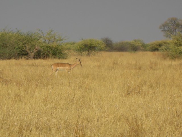 impalafemalesouthofsavutichobenationalparkbotswana.jpg