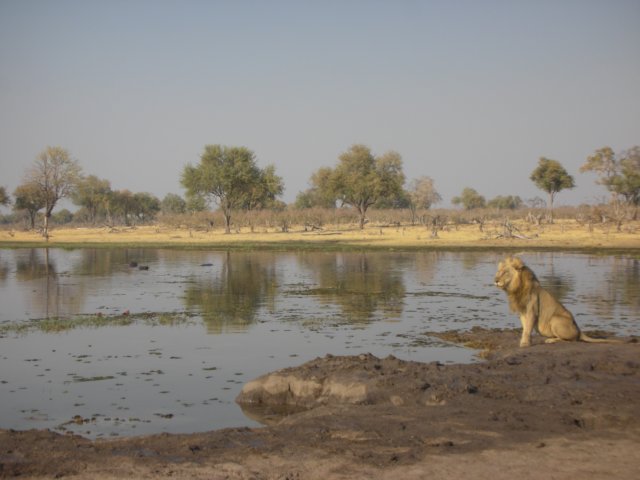 kingofthejunglekhwairiverokavangodeltabotswana.jpg