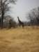 linyatiareanearchobenationalparkbotswana_small.jpg