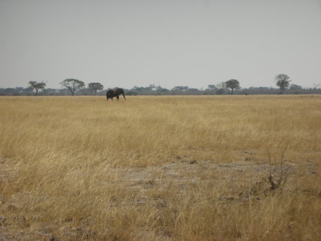 lonelyelephantatsavutichobenationalparkbotswana.jpg