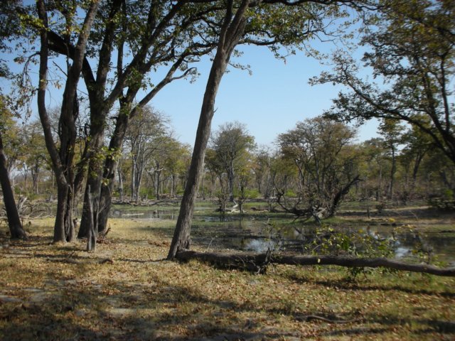 moremiwildlifereserveokavangodeltabotswana4.jpg