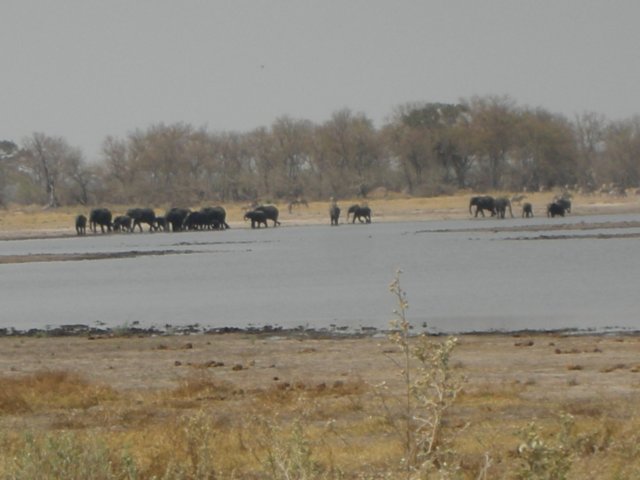 moremiwildlifereserveokavangodeltabotswana7.jpg