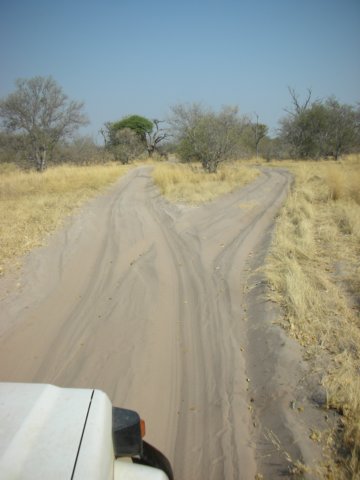 moremiwildlifereserveokavangodeltabotswanaasmostofbotswanaitissandy.jpg