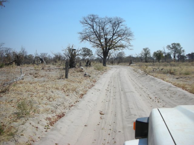 moremiwildlifereserveokavangodeltabotswanathetracksaresandy.jpg