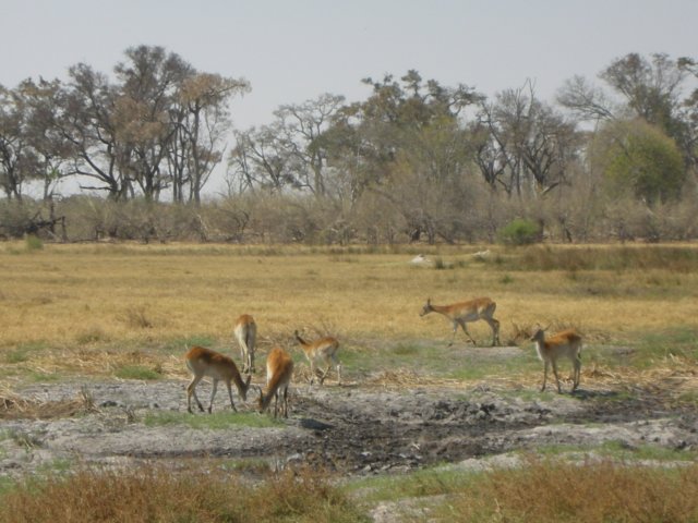 pukuanantilopespeciesthatismainlyfoundinzambiaandbotswana.jpg