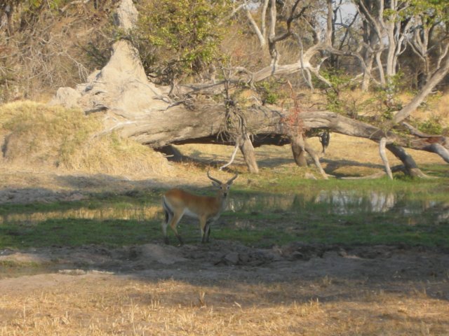 pukumaleatxakanakamoremiwildlifereserveokavangodeltabotswana.jpg