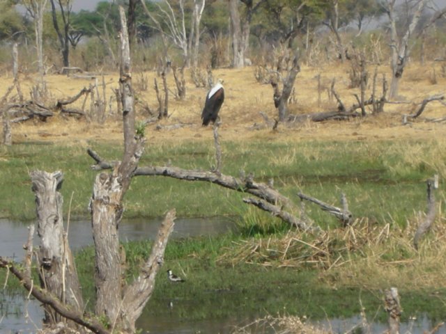 theokavangodeltaisknownforitsbirdlife.jpg