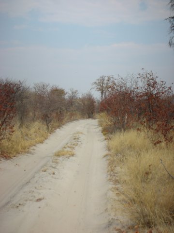 typicaltrackinbotswana.jpg