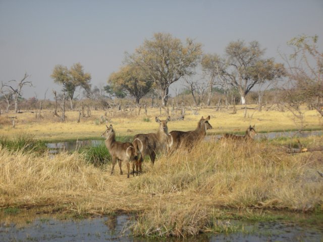 waterbuckskhwairiverokavangodeltabotswana.jpg