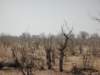 zebrasdohaveabitofcamouflagechobenationalparkbotswana_small.jpg