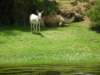 animalsalongthenile_small.jpg