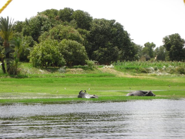 animalsalongthenilewealsosawmanybirdssuchaskingfishers.jpg