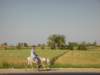 donkeysarecommoninegypttheyarestronganimalsandcarrygoodsandpeopleandoftenpullcarts_small.jpg