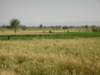 thenileisthegreenlifelineofegyptthedesertstartsgenerallywithin1to2kmfromtheriver_small.jpg