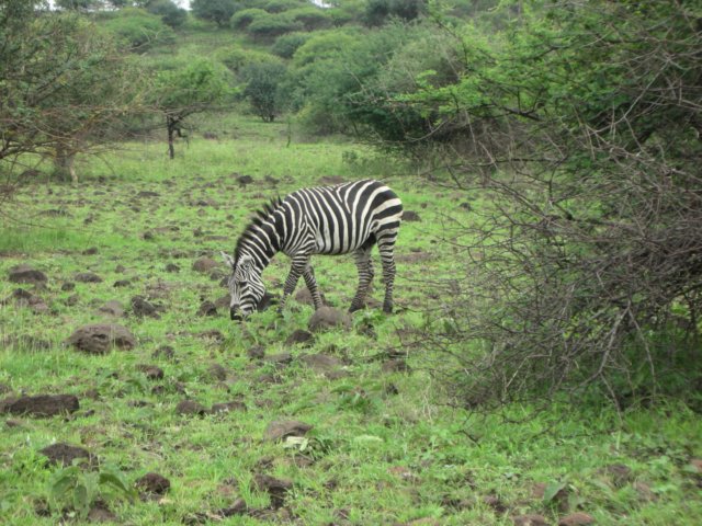 nechisarnationalparkiswherevictoriasawherfirstwildlivingzebra.jpg