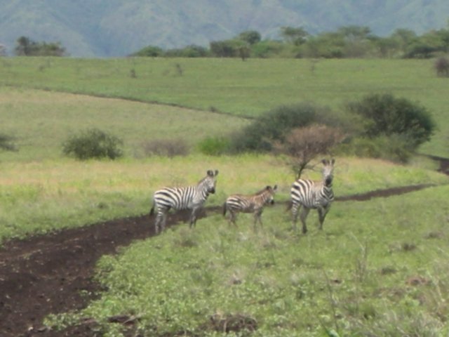 nechisarnationalparkoneofthefewplacesinethiopiawherezebrasstilllive.jpg