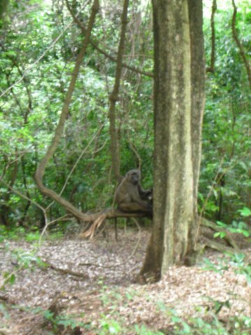 nechisarnationalparksouthernethiopia8.jpg