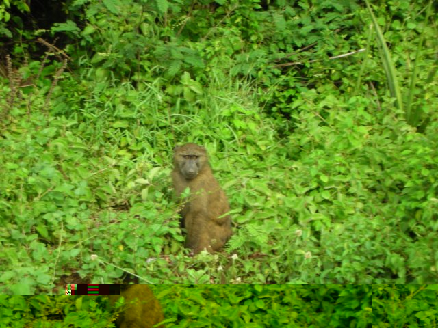 wewenttonechisarnationalparkinsouthernethiopiawesawbaboons.jpg