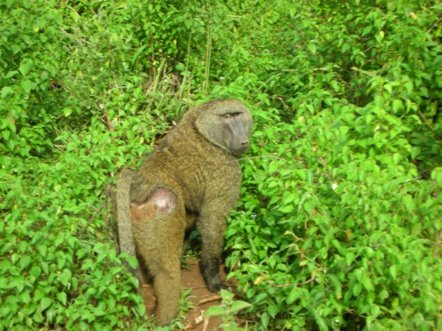 wewenttonechisarnationalparkinsouthernethiopiawesawbaboons2.jpg