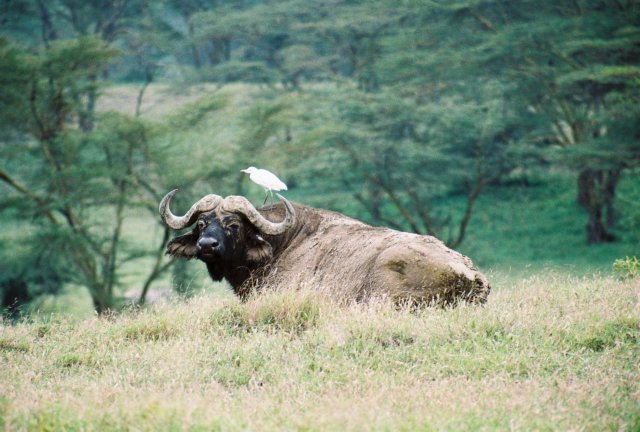 africanbuffaloweigh400kgto900kg.jpg