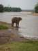 africanelephantshavelargerearsthanasianelephantssamburunationalparknorthernkenya_small.jpg