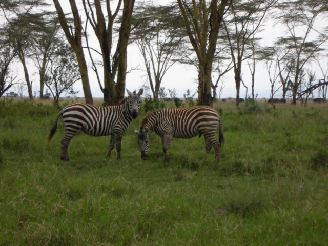 atlakenakurunationalparkkenya.jpg