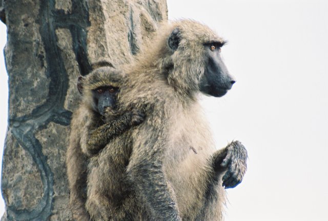 baboonsatlakenakurunationalparkkenya.jpg