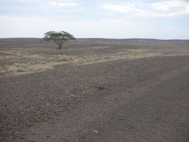 betweensibiloinationalparkandloyangalaninorthernkenyanearlaketurkana2.jpg