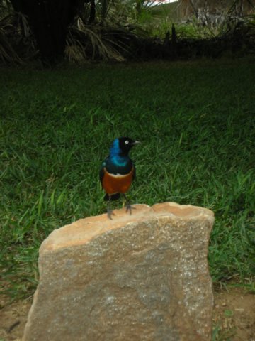 bluebirdsareacommonsightsamburunationalreservenorthernkenya.jpg