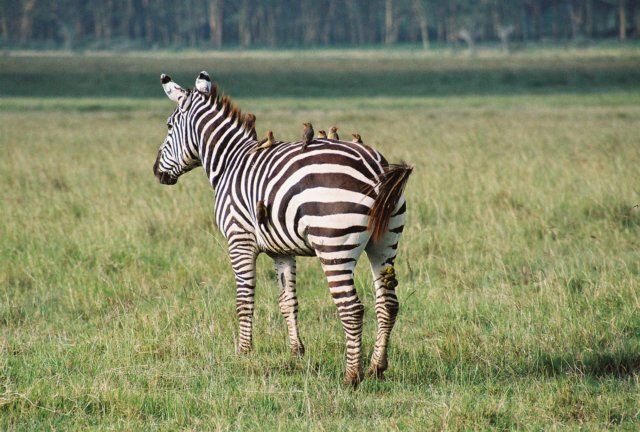 burchelzebralakenakurunationalparkkenya.jpg