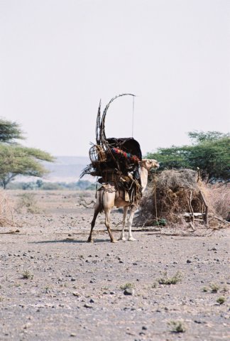 camelloadedwithhousingmaterialsfromthegabbratribenorthernkenya.jpg
