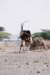 camelloadedwithhousingmaterialsfromthegabbratribenorthernkenya_small.jpg