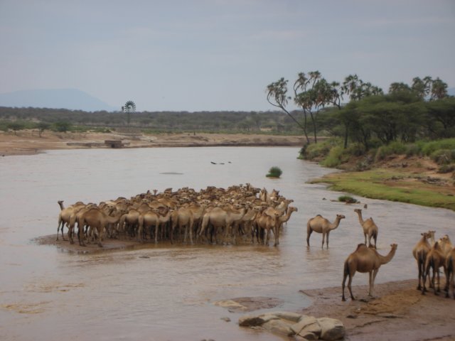 camelsonthewaytoisiolotheyobviouslydontlikewetfeet.jpg