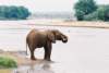 elephantdrinkingoutofewasongiroriversamburunationalparknorthernkenya2_small.jpg