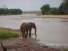 elephantdrinkingoutofewasongiroriversamburunationalparknorthernkenya_small.jpg