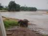 elephantsplashingmudtokeepinsectsawayewasongiroriversamburunationalreservenorthernkenya_small.jpg