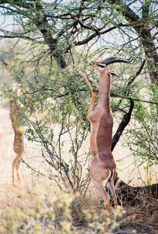 gerenukfrequentlystandontheirstrongrearlegstoeatfromtrees.jpg