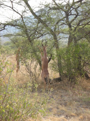 gerenukinsamburunationalreservenorthernkenya.jpg