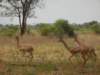 gerenukthelongneckedantilopes_small.jpg