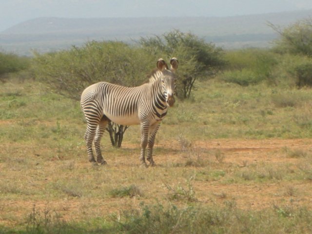 graveyzebraonthewayfrommaralaltosamburunationalreserve.jpg