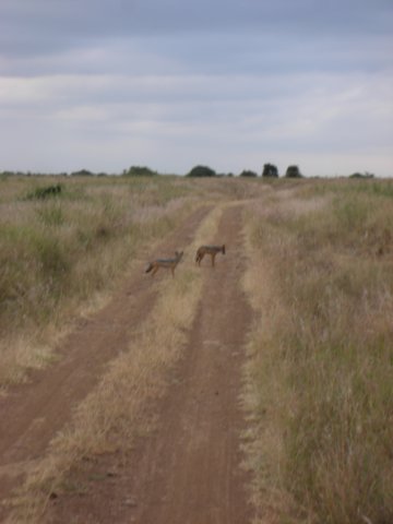 jackalsinnairobinationalparkkenya.jpg