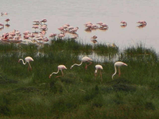 lakenakurukenya4.jpg