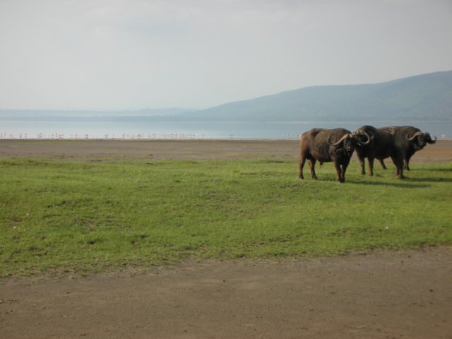lakenakurukenya5.jpg