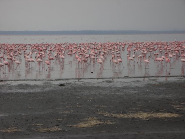 lakenakuruworldrenownforitsupto15mioflamingos.jpg