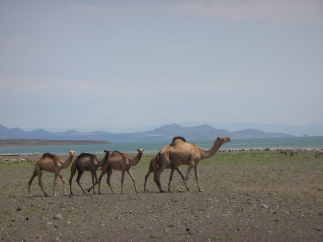 laketurkananorthernkenya.jpg
