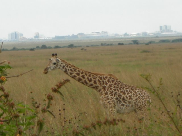 nairobinationalparkjustafewkilometresfromthecitycentre.jpg