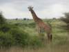 nairobinationalparkjustafewkilometresfromthecitycentre2_small.jpg