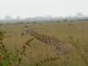 nairobinationalparkjustafewkilometresfromthecitycentre_small.jpg